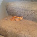 image of Snake in House